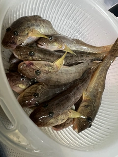 ハゼの釣果