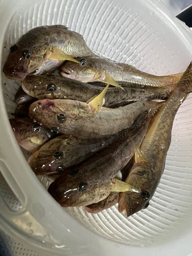 ハゼの釣果