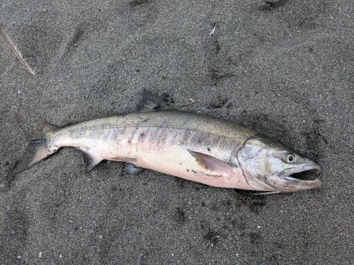 アキアジの釣果