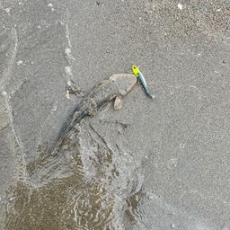 マゴチ