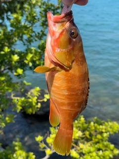 アカハタの釣果