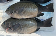 メジナの釣果