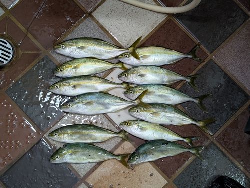 ワカシの釣果