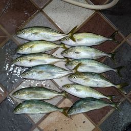 ワカシ