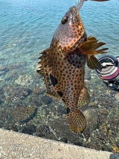 ノミノクチの釣果