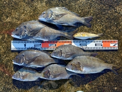 チヌの釣果