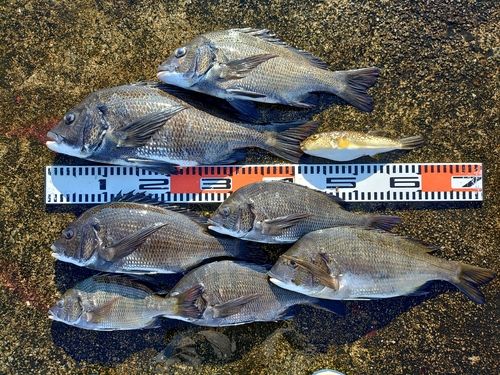 チヌの釣果
