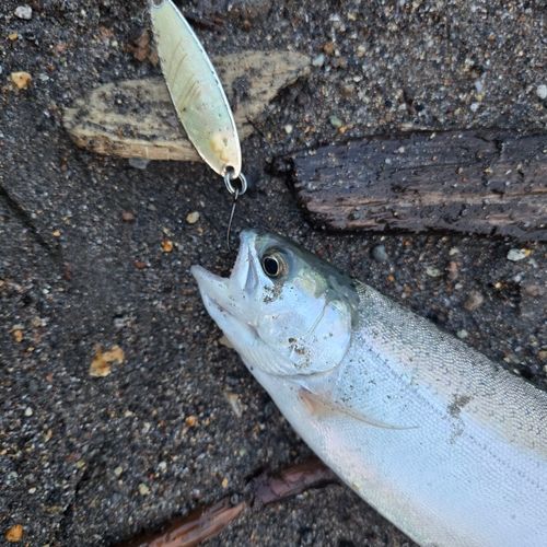 ニジマスの釣果