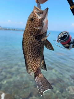 オオモンハタの釣果
