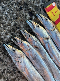 タチウオの釣果