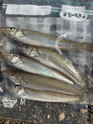 キスの釣果