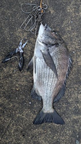 クロダイの釣果