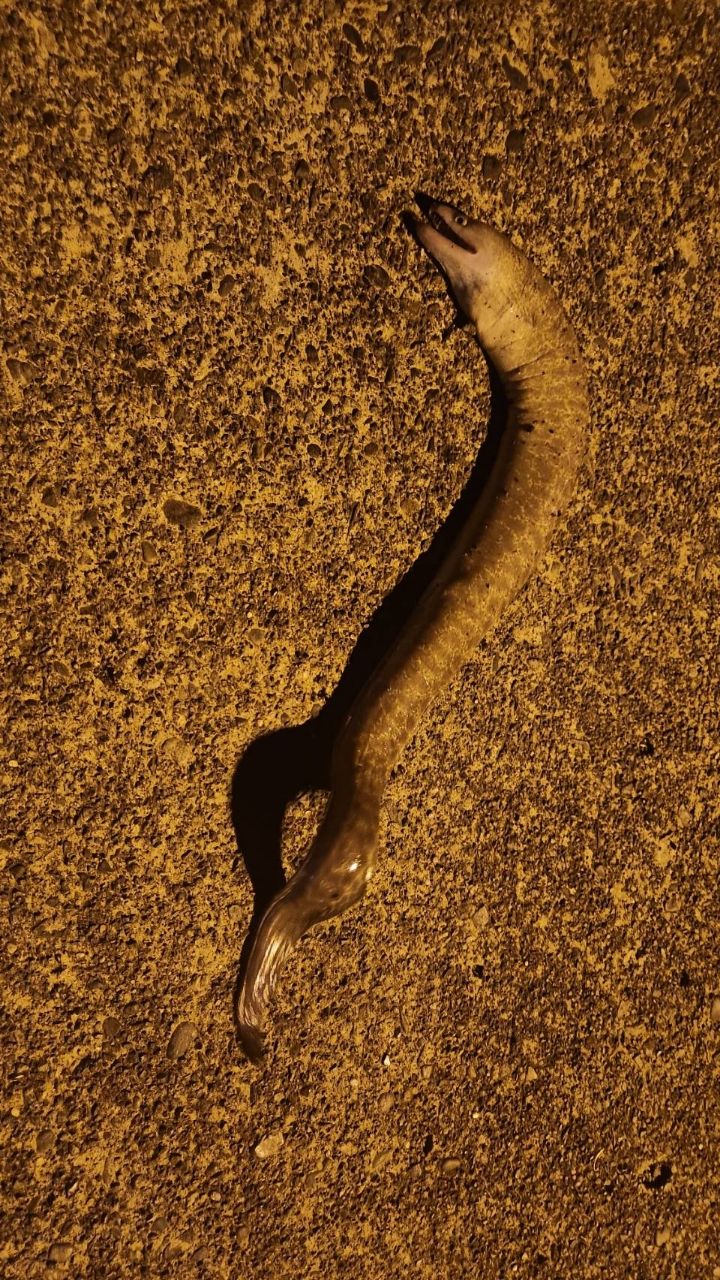 ウツボ
