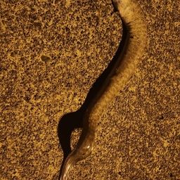ウツボ