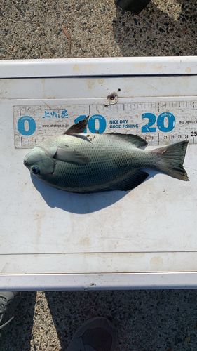 グレの釣果