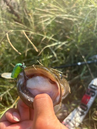 マナマズの釣果