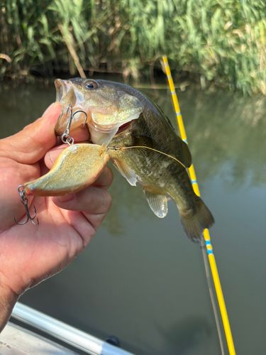 ライギョの釣果