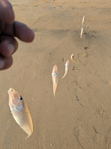 キスの釣果
