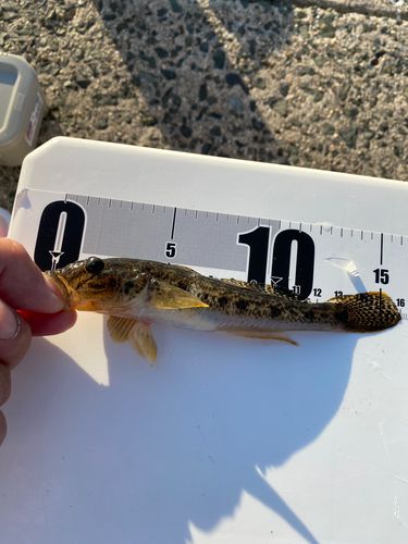 ハゼの釣果