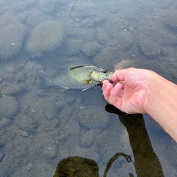 ブラックバス