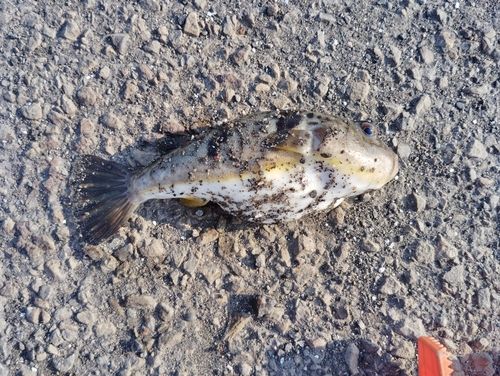 コモンフグの釣果