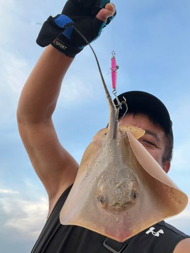 エイの釣果