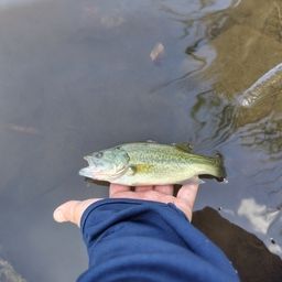 ラージマウスバス