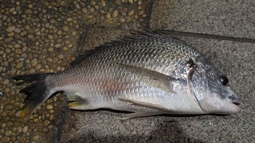 キビレの釣果