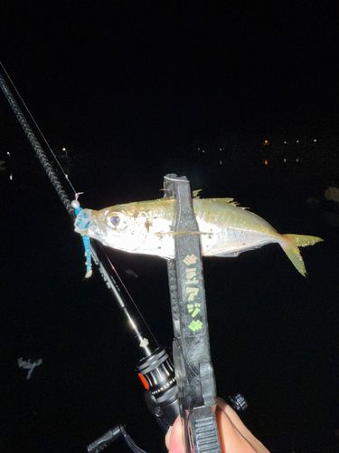 マアジの釣果