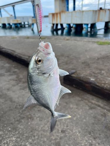 メッキの釣果