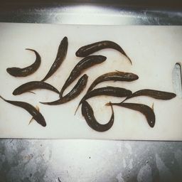 マハゼ