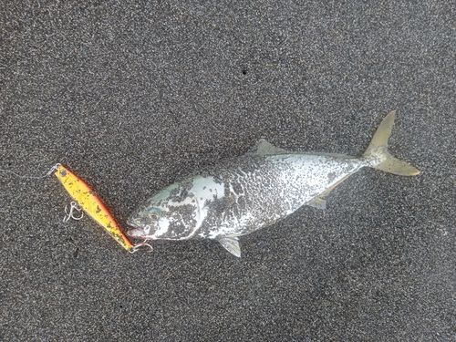 フクラギの釣果