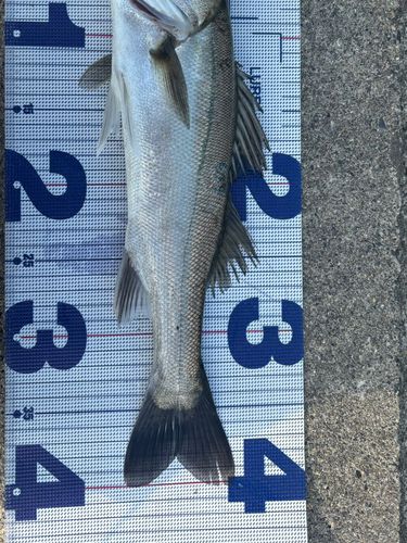 セイゴ（マルスズキ）の釣果