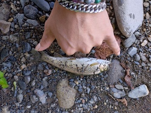 ニジマスの釣果