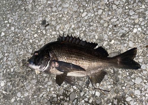 チヌの釣果