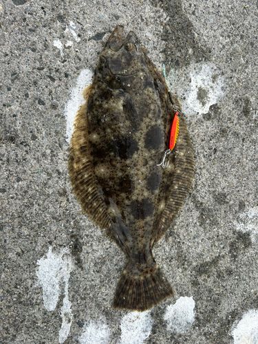 ソゲの釣果