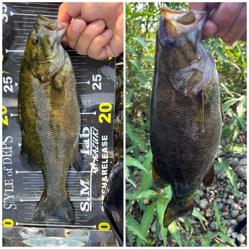 スモールマウスバスの釣果