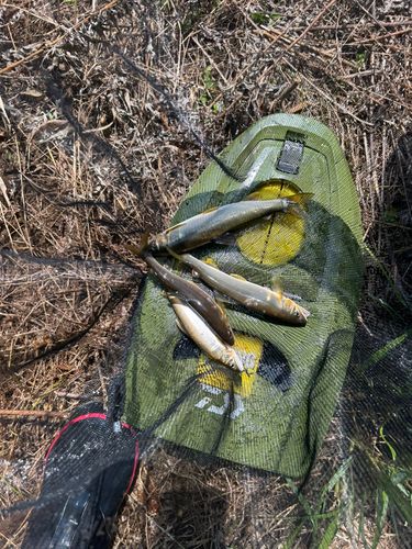 アユの釣果