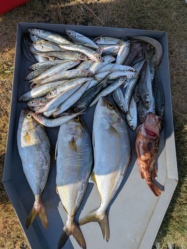 カンパチの釣果