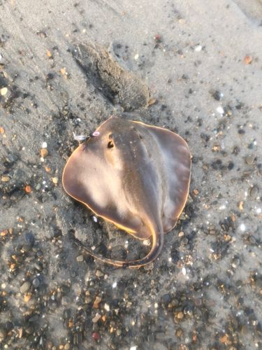 エイの釣果