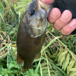 スモールマウスバス