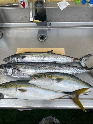 サワラの釣果