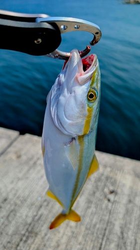 イナダの釣果