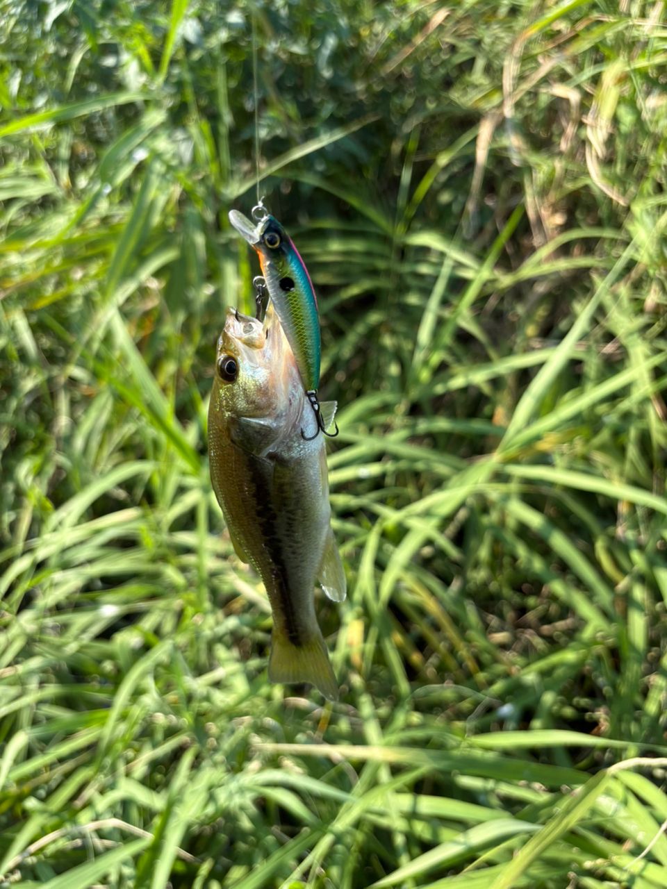 スモールマウスバス