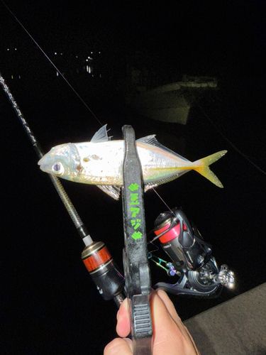 マアジの釣果
