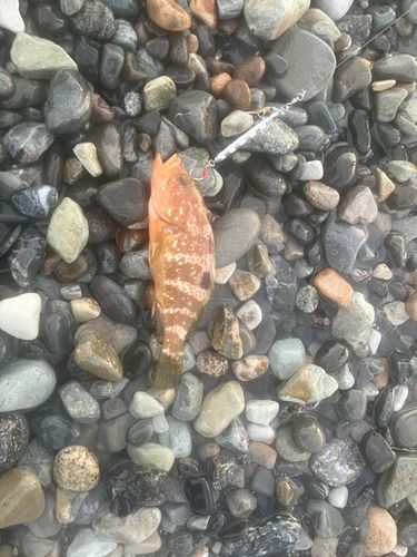 キジハタの釣果