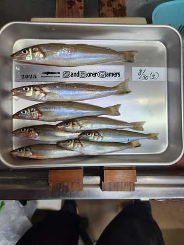 シロギスの釣果