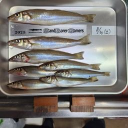 シロギス