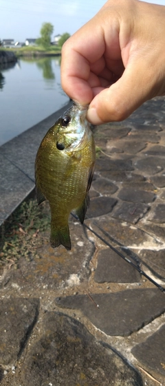 ブルーギルの釣果