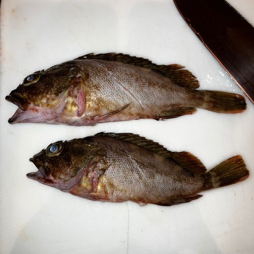 カサゴの釣果